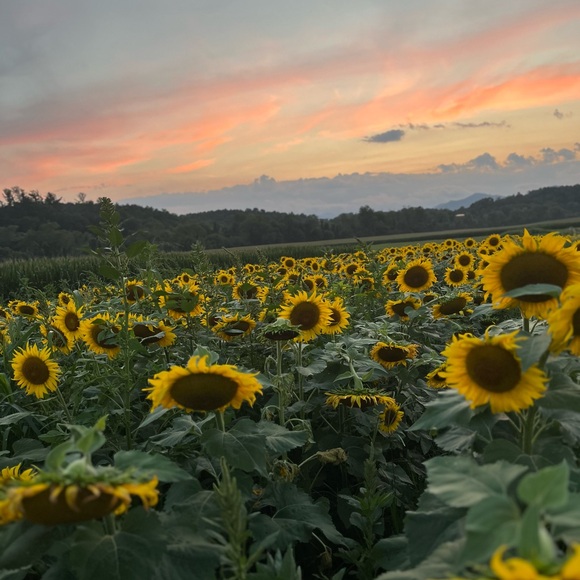 POSH AMBASSADOR! ๐ - Picture 3 of 12